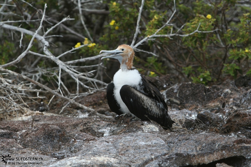 Frigate Bird Chick - Galapagos 2010 -IMG 7959
